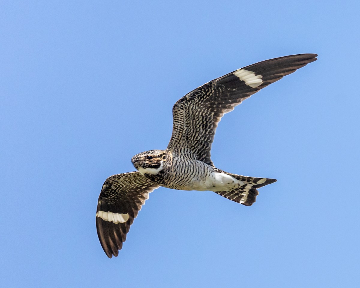 Common Nighthawk - ML638536619