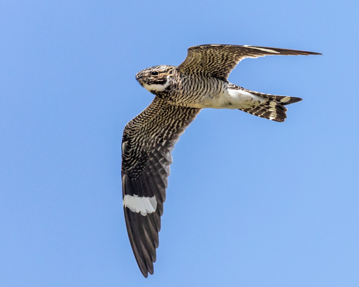 Common Nighthawk - ML638536620