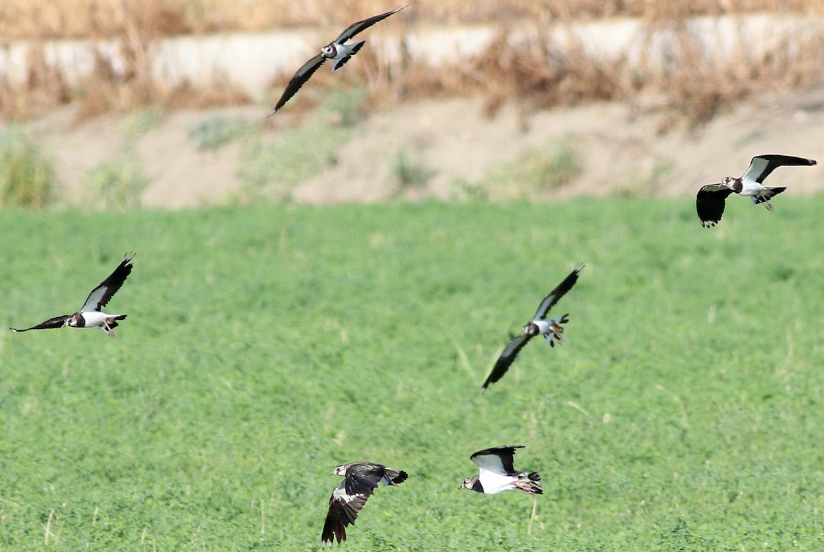 Northern Lapwing - ML638536621