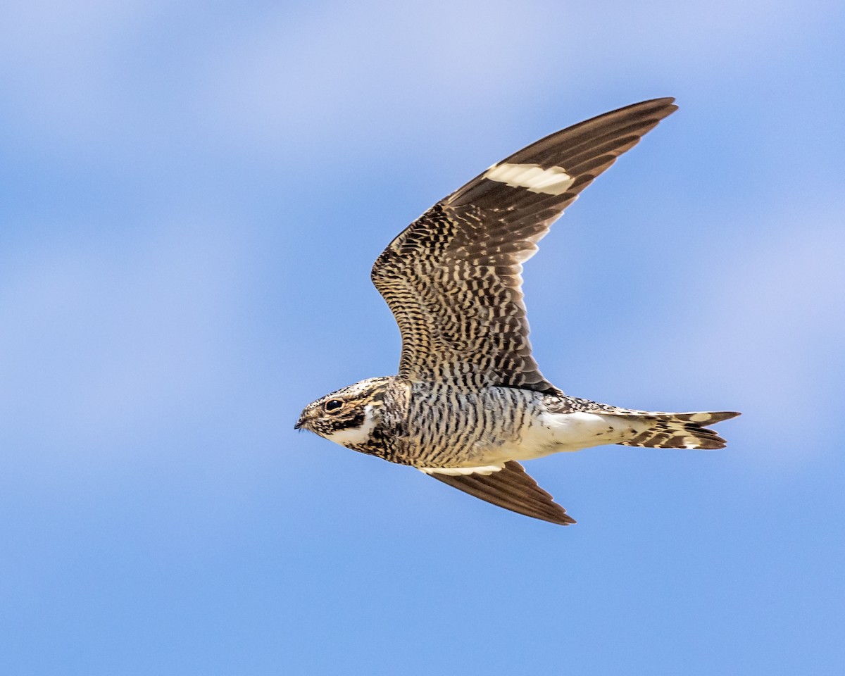 Common Nighthawk - ML638536622