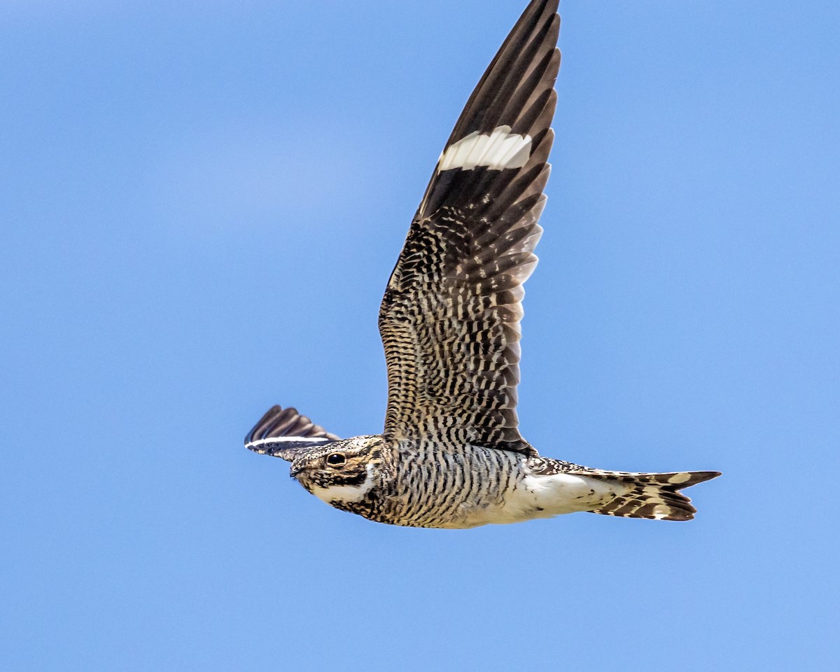 Common Nighthawk - ML638536623