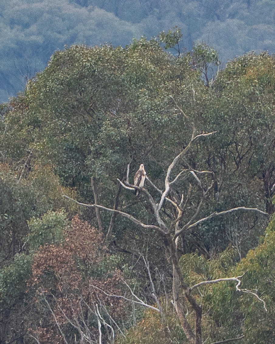 White-bellied Sea-Eagle - ML638536635
