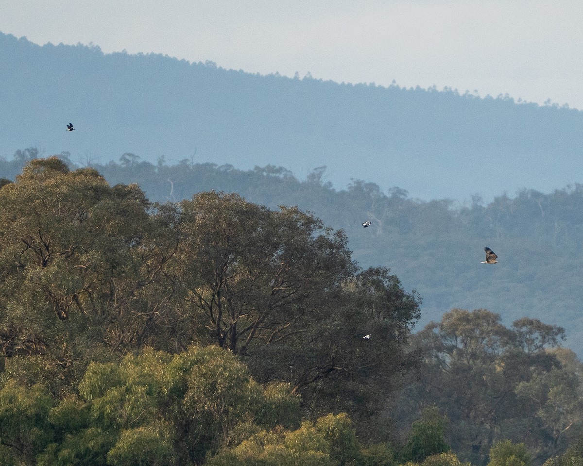 White-bellied Sea-Eagle - ML638536636