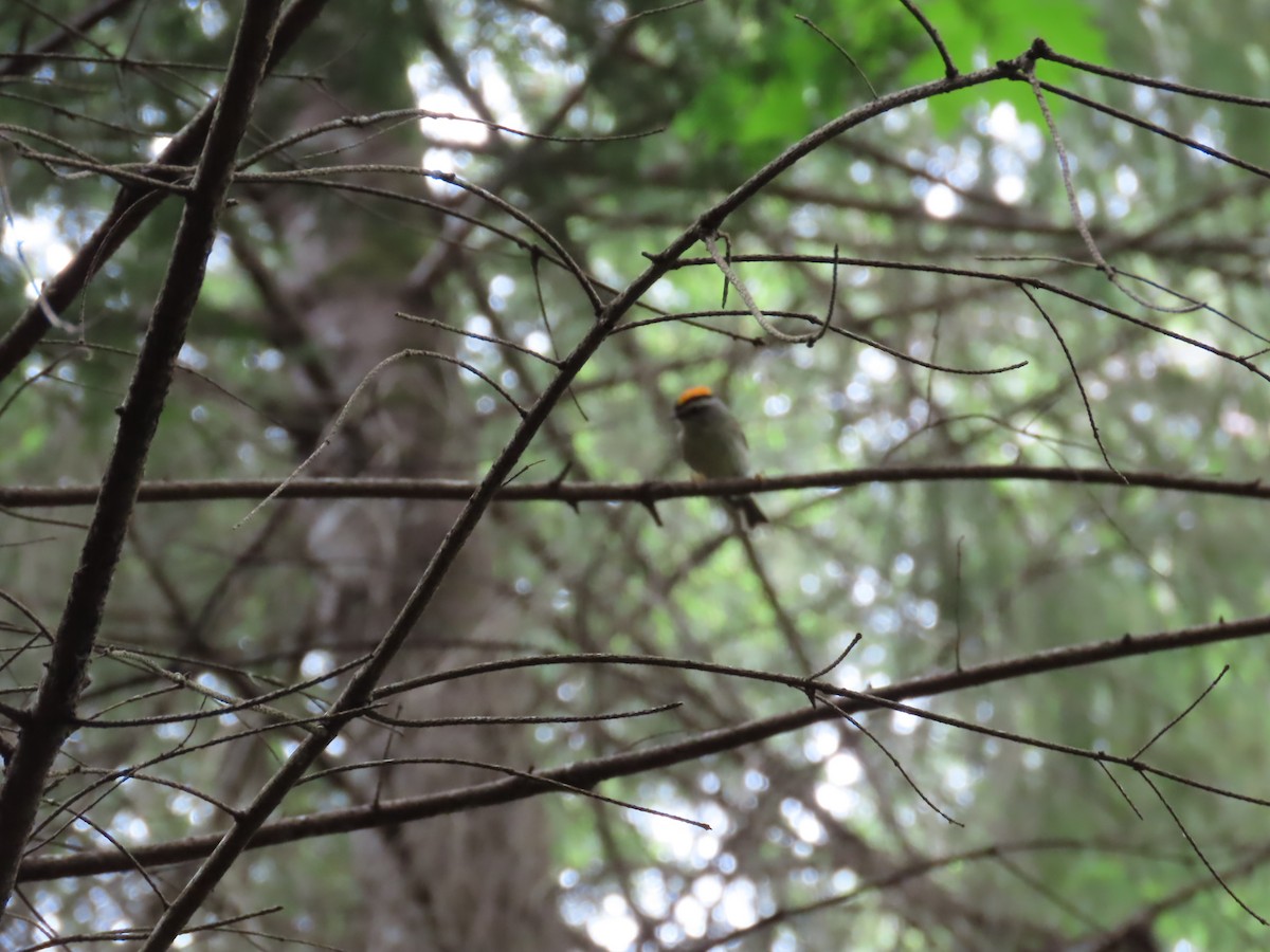 Golden-crowned Kinglet - ML638536645