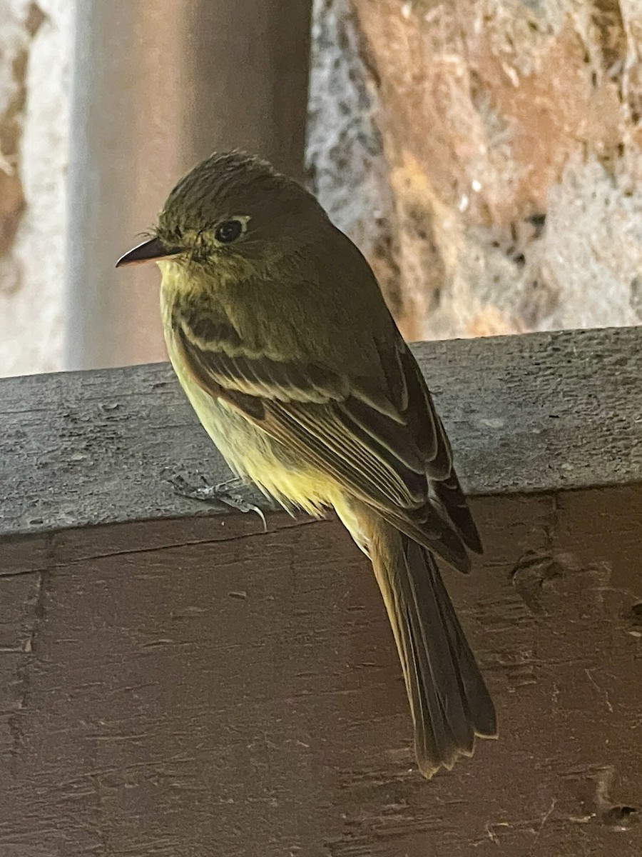 Western Flycatcher (Cordilleran) - ML638536655