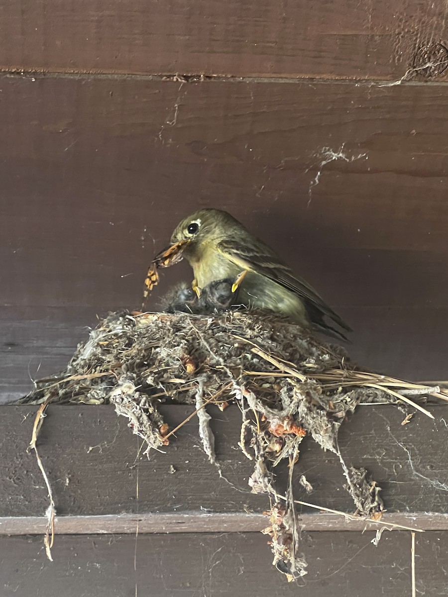 Western Flycatcher (Cordilleran) - ML638536658