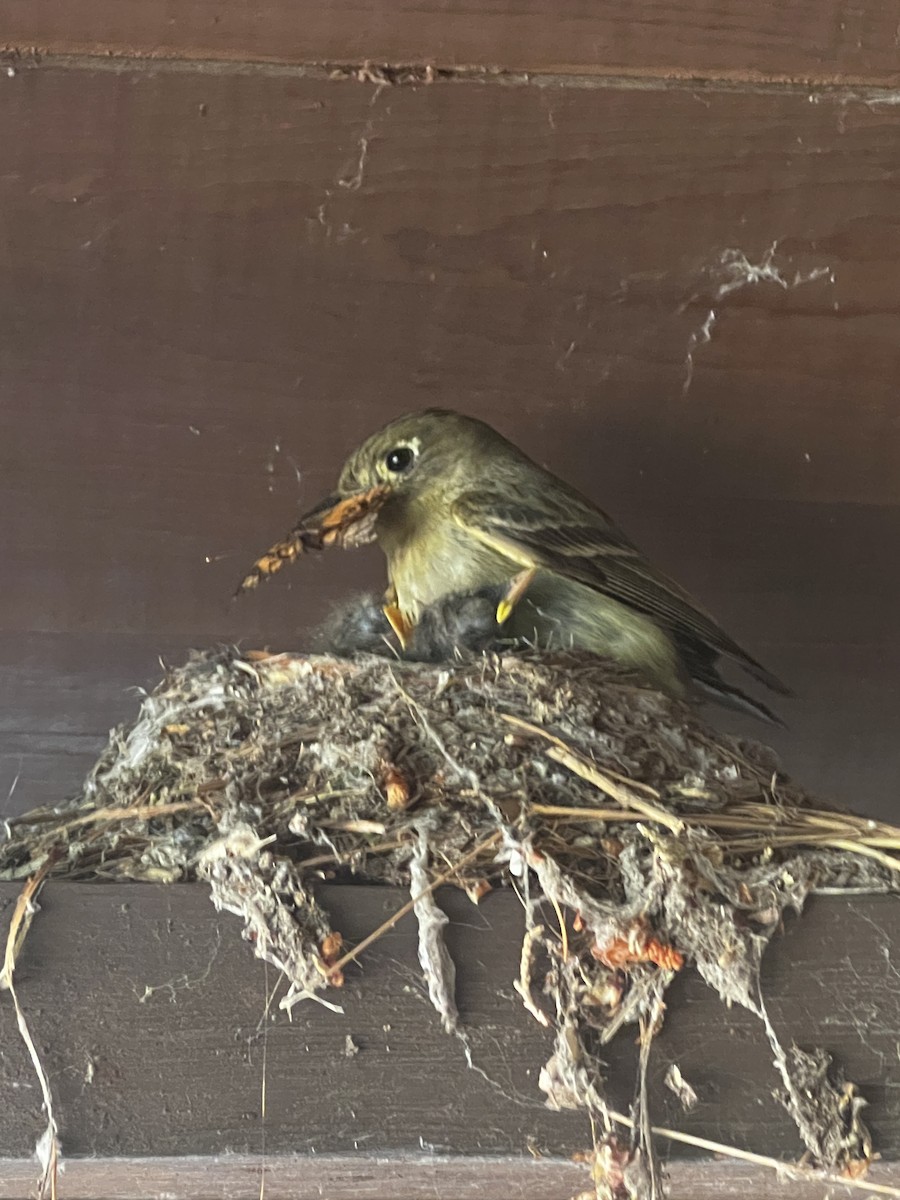 Western Flycatcher (Cordilleran) - ML638536659
