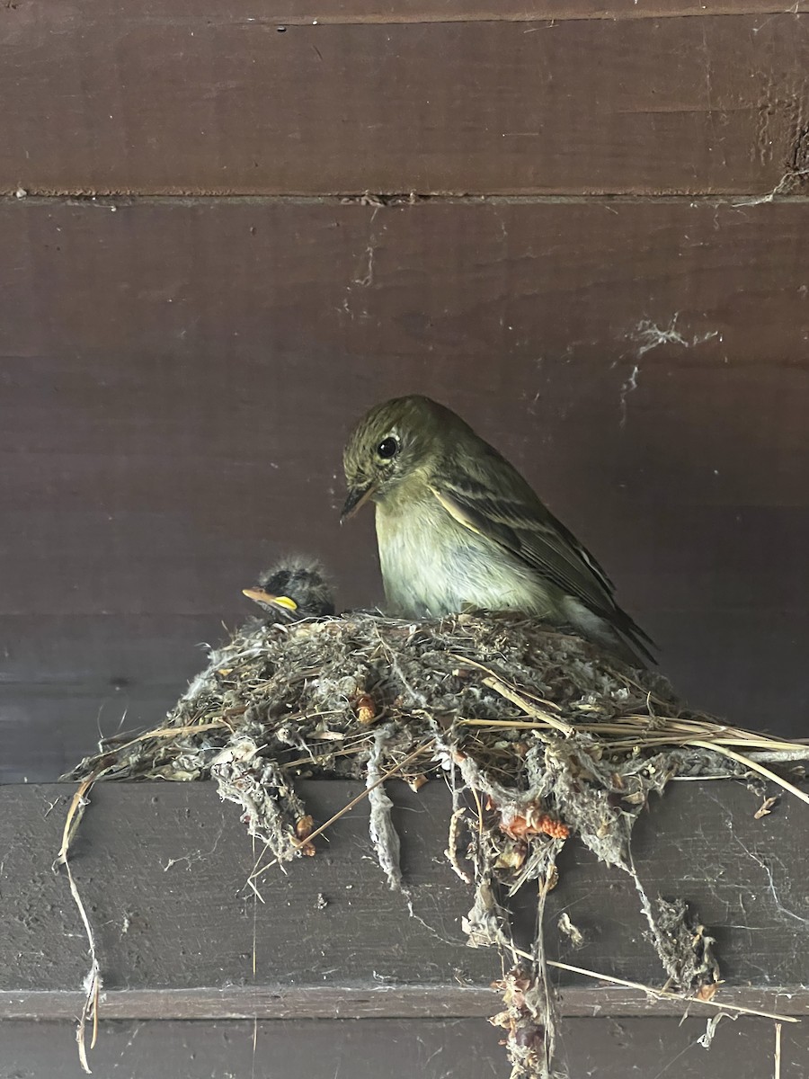 Western Flycatcher (Cordilleran) - ML638536660