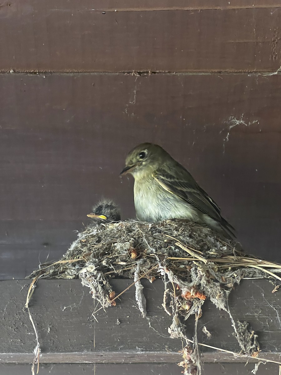 Western Flycatcher (Cordilleran) - ML638536662