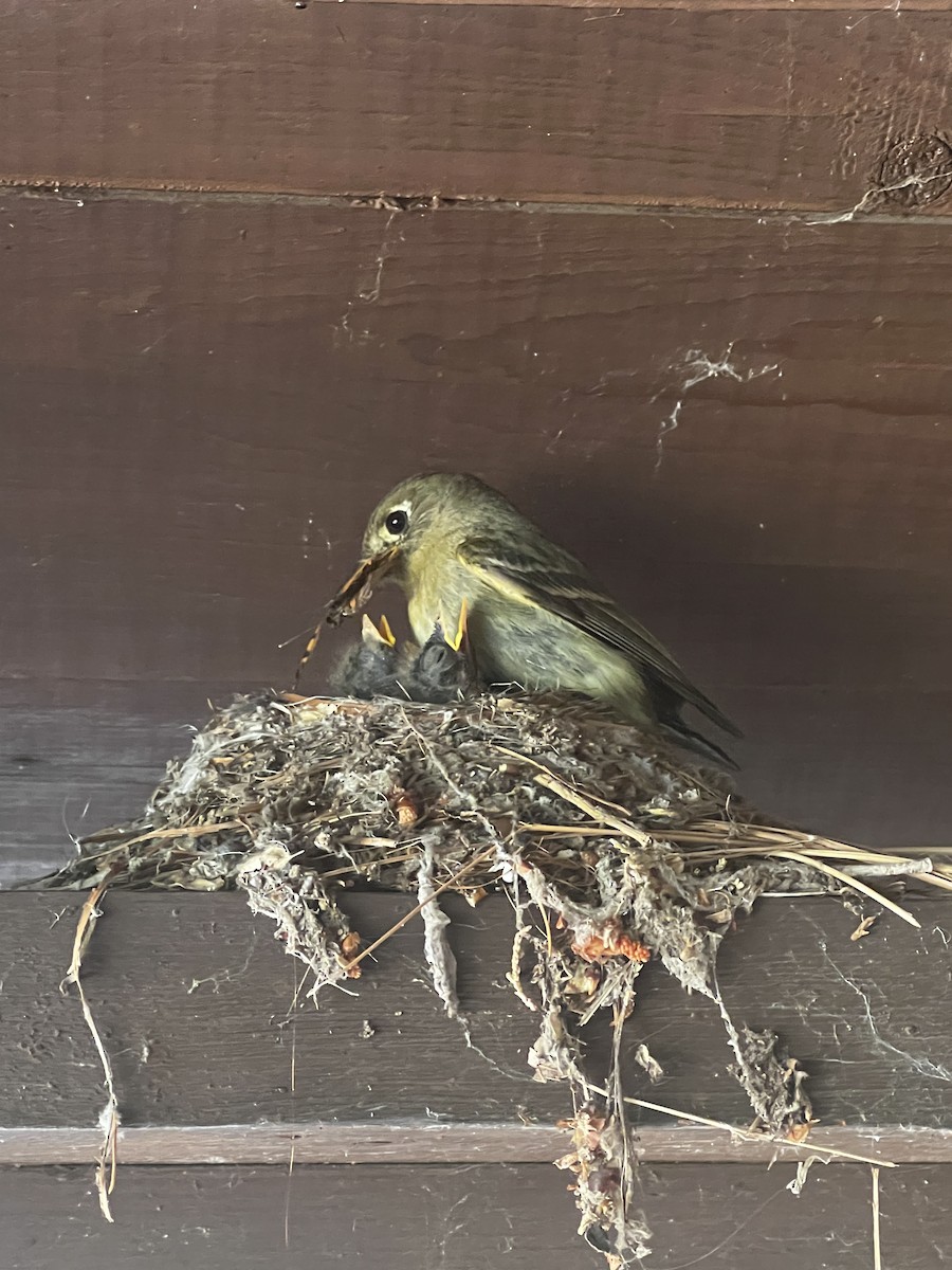 Western Flycatcher (Cordilleran) - ML638536663
