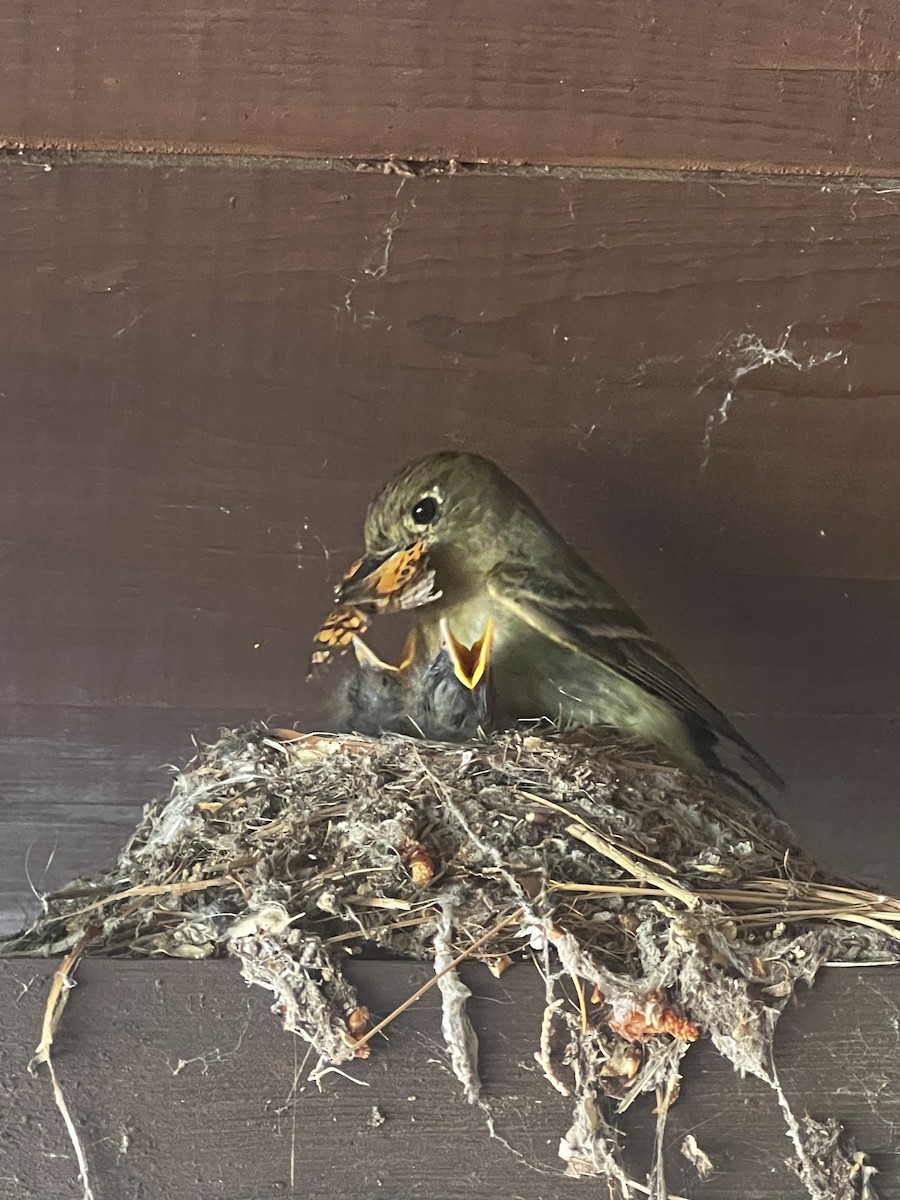 Western Flycatcher (Cordilleran) - ML638536664
