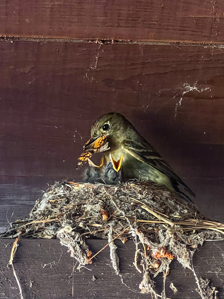 Western Flycatcher (Cordilleran) - ML638536665