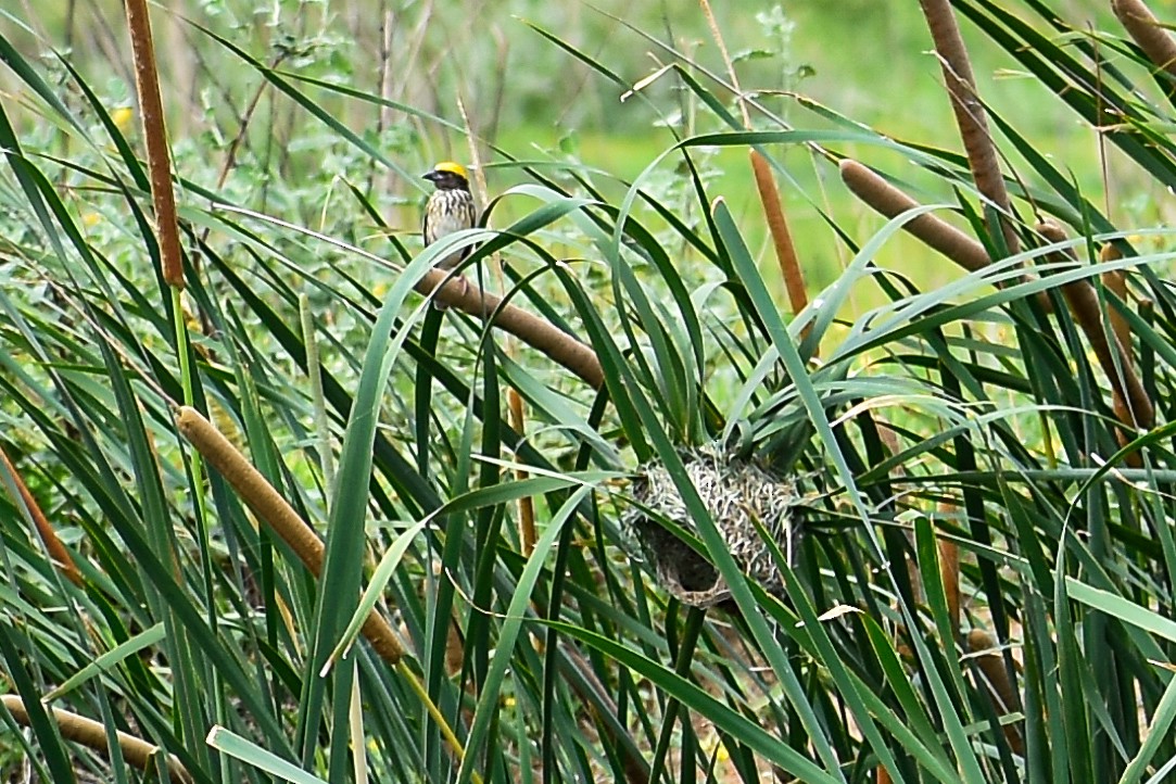 Streaked Weaver - ML638536676