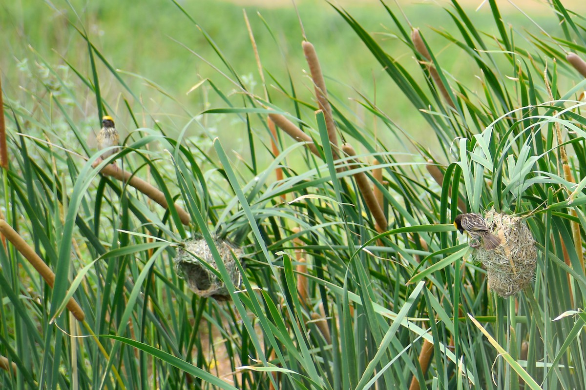 Streaked Weaver - ML638536678