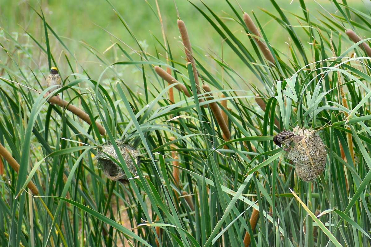 Streaked Weaver - ML638536679
