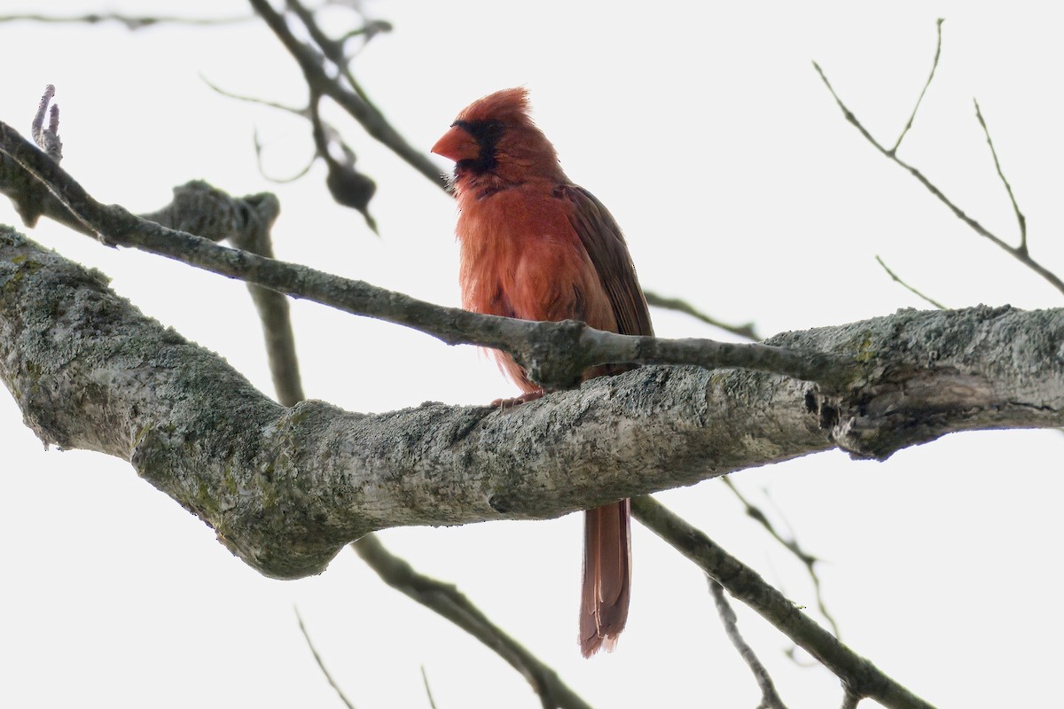Northern Cardinal - Patricia Langen