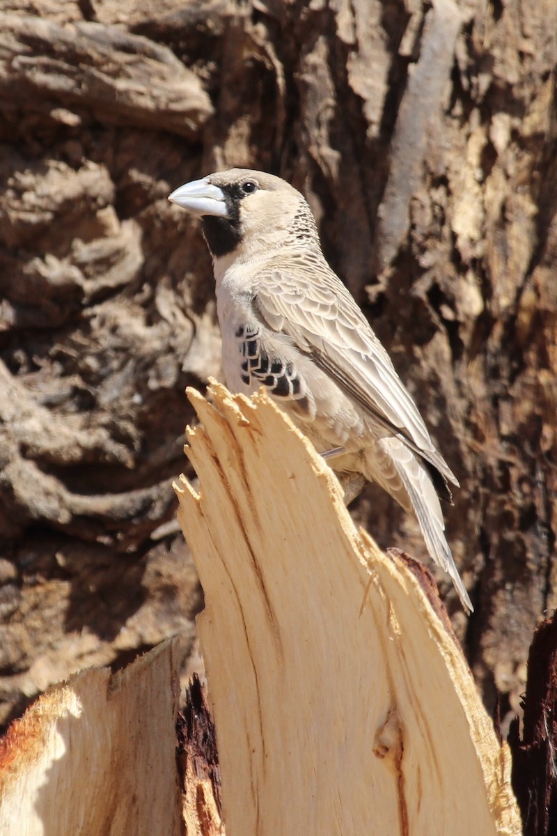Sociable Weaver - ML638536705