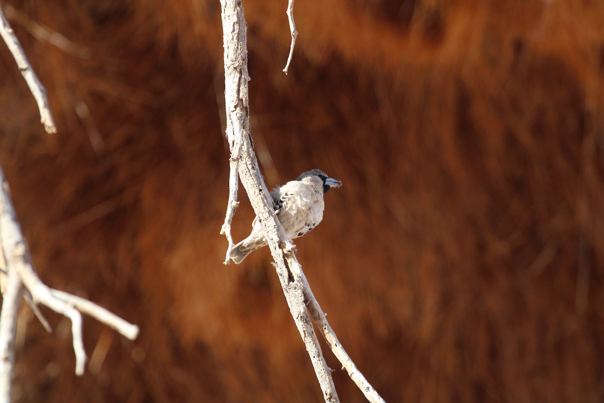 Sociable Weaver - ML638536706