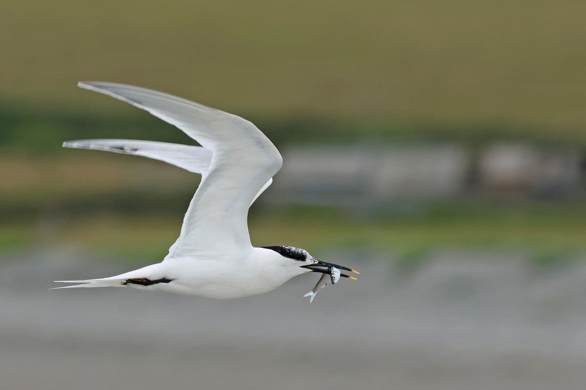 Sandwich Tern - ML638536752