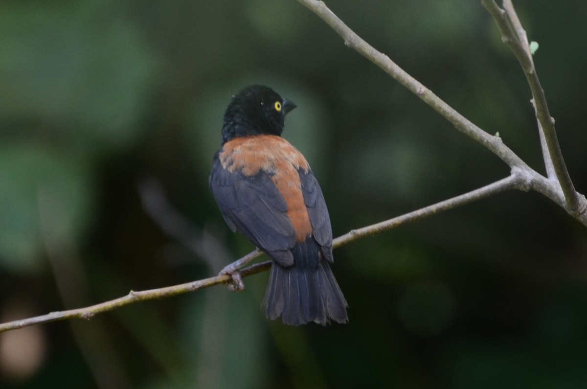 Chestnut-and-black Weaver - ML638536758