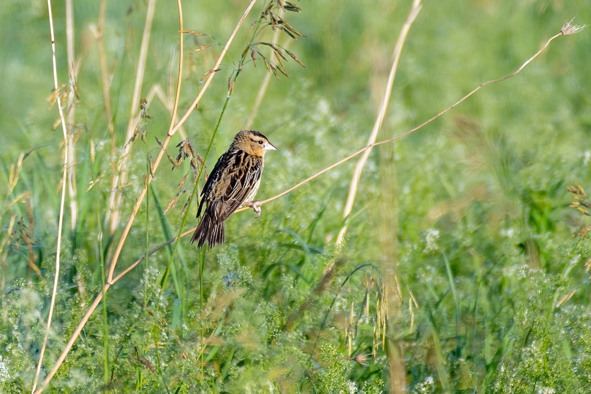 Bobolink - ML638536806