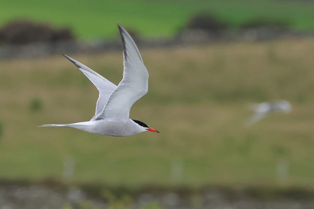 Common Tern - ML638536808