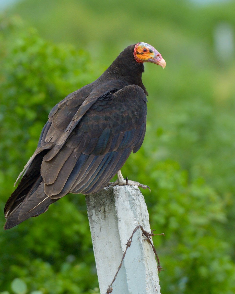 Lesser Yellow-headed Vulture - ML638536821