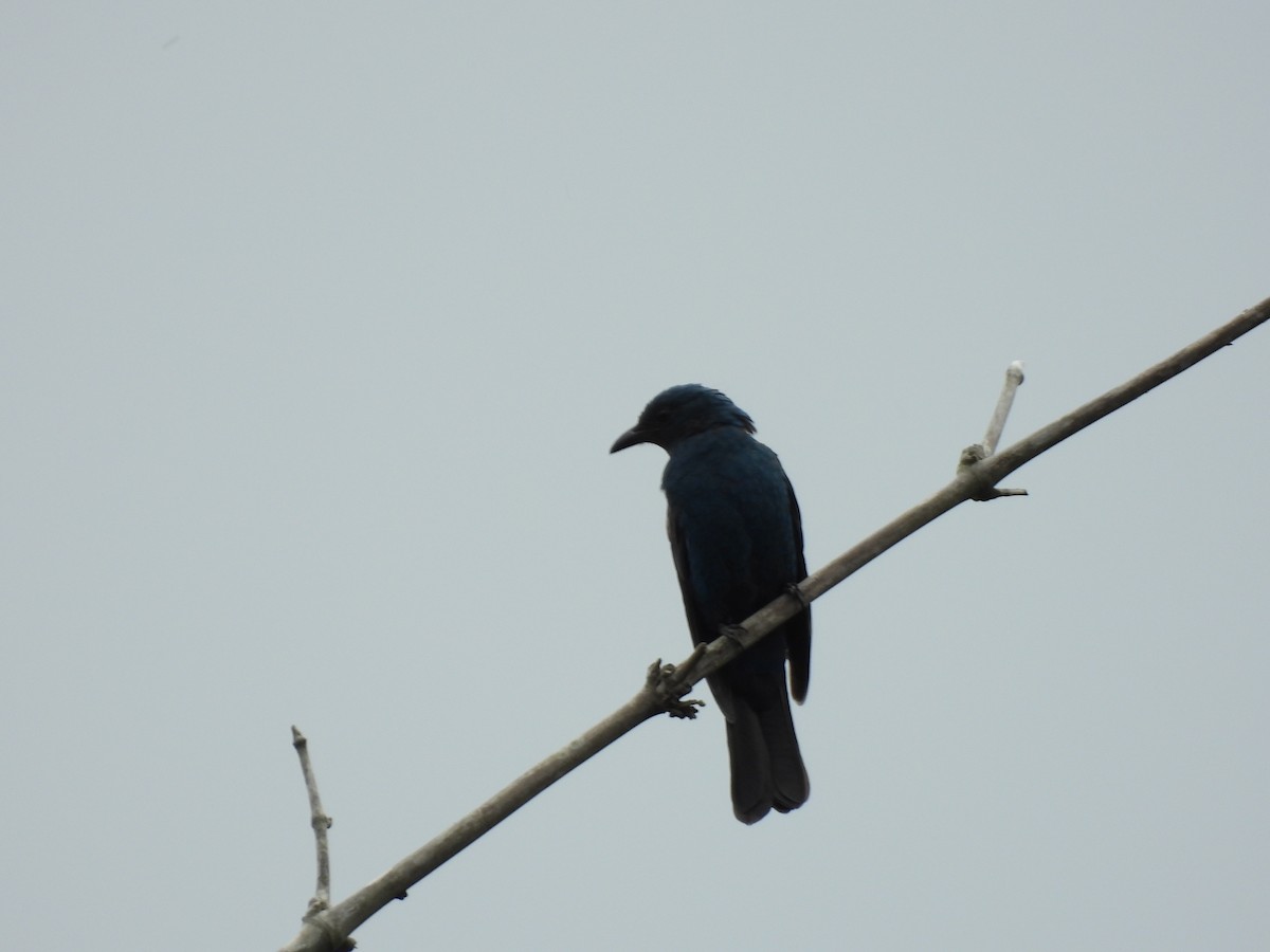 Asian Fairy-bluebird - ML638536837