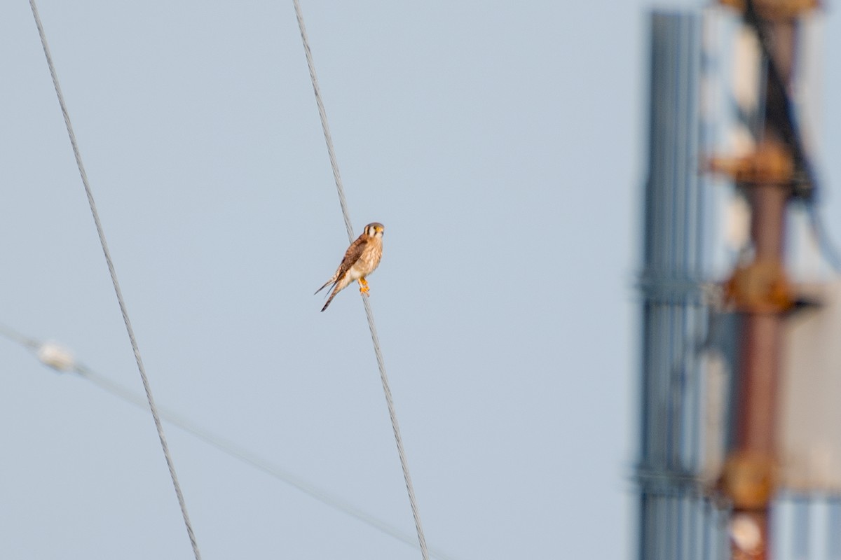 American Kestrel - ML638536849