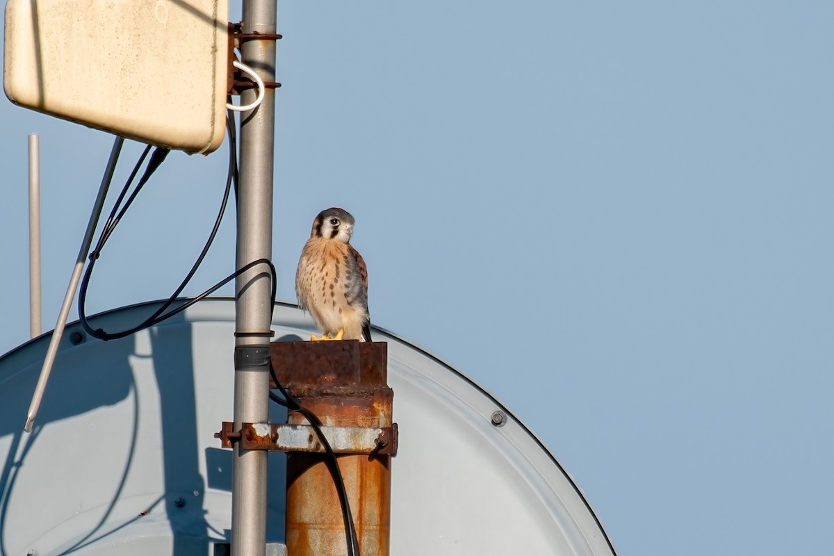 American Kestrel - ML638536851