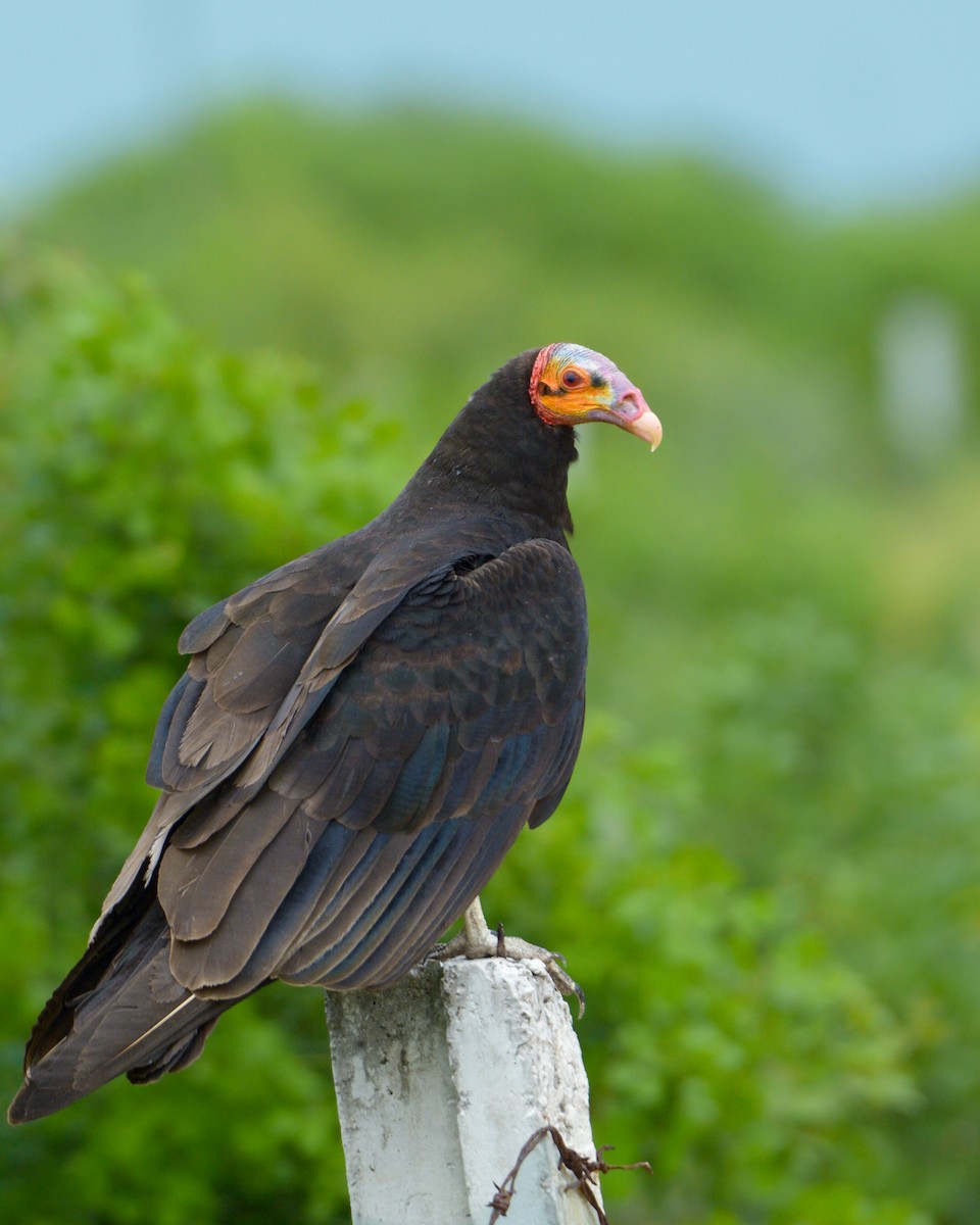 Lesser Yellow-headed Vulture - ML638536855