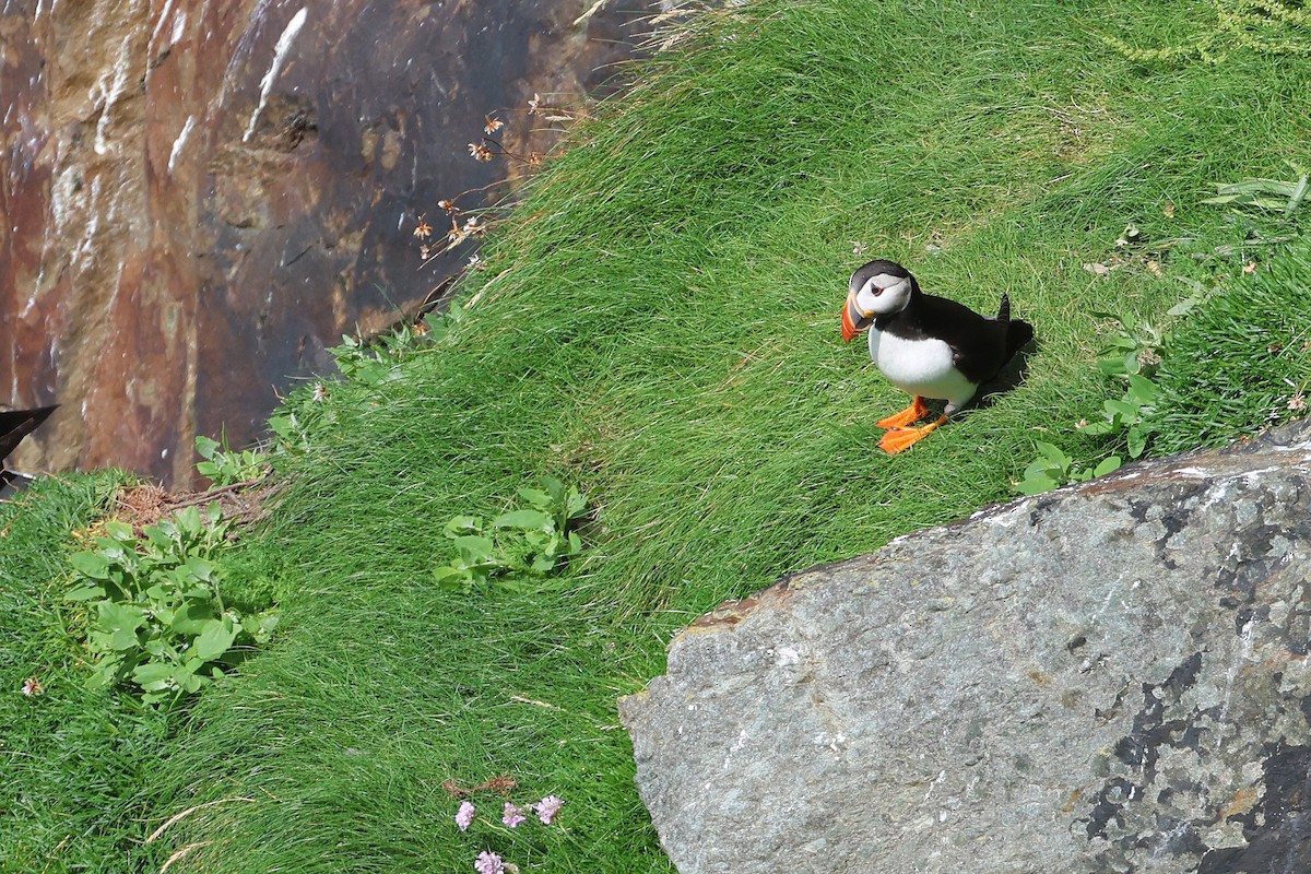 Atlantic Puffin - ML638536865