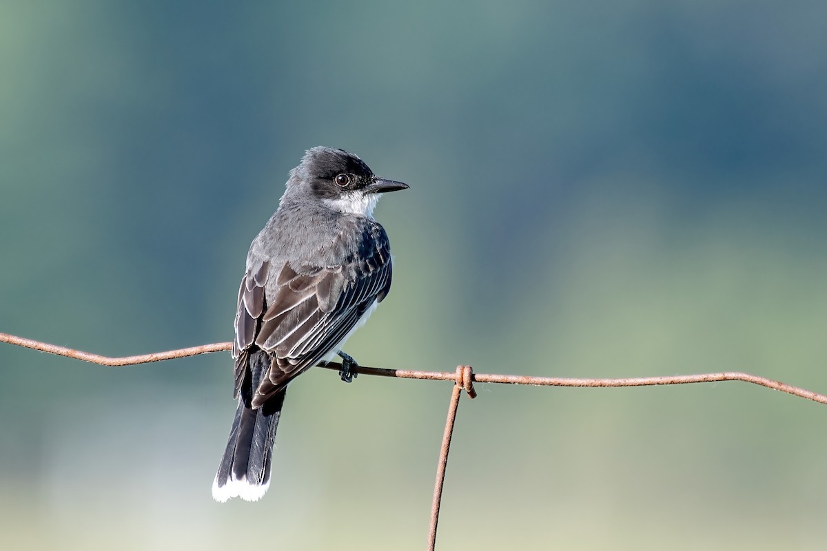 Eastern Kingbird - ML638536872