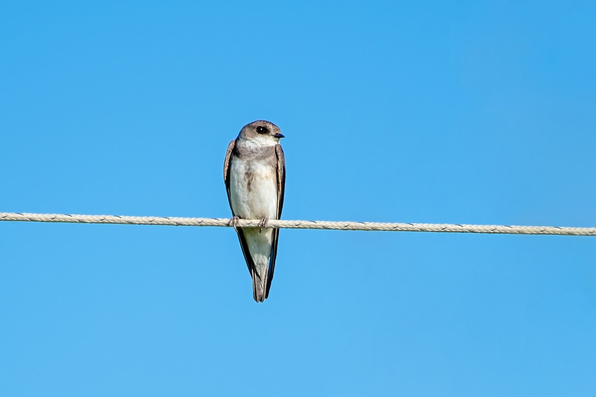 Bank Swallow - ML638536885