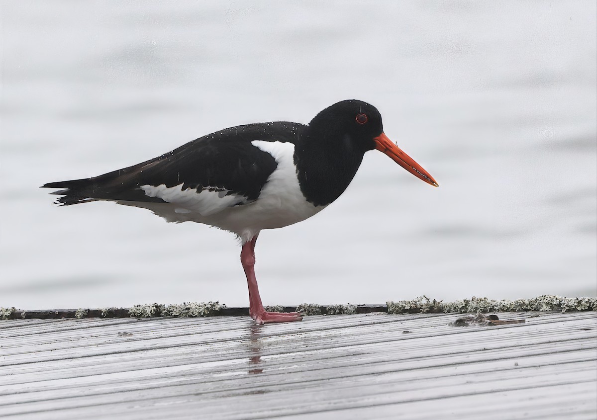 Eurasian Oystercatcher (Western) - ML638536888