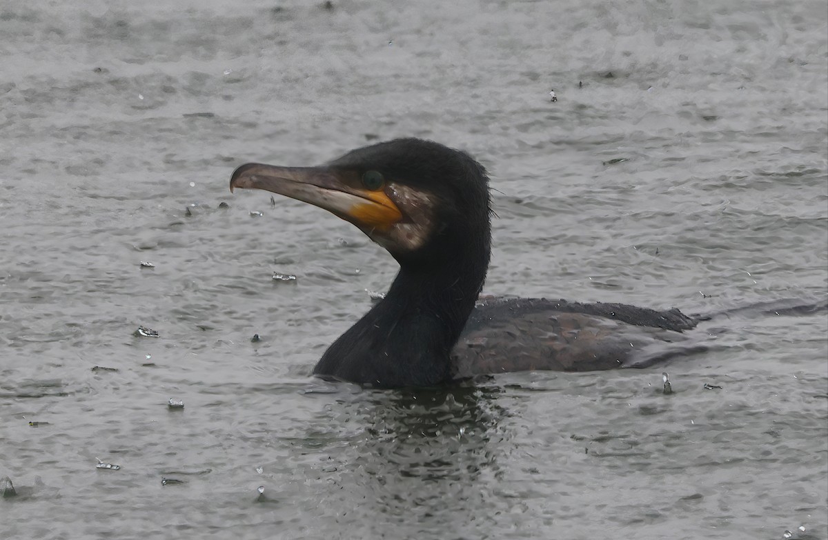 Great Cormorant (Dark-breasted) - ML638536906