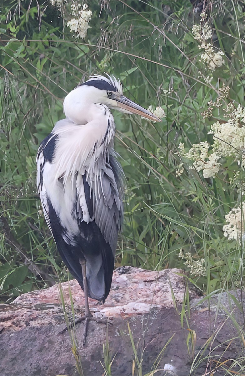 Gray Heron (Gray) - ML638536922