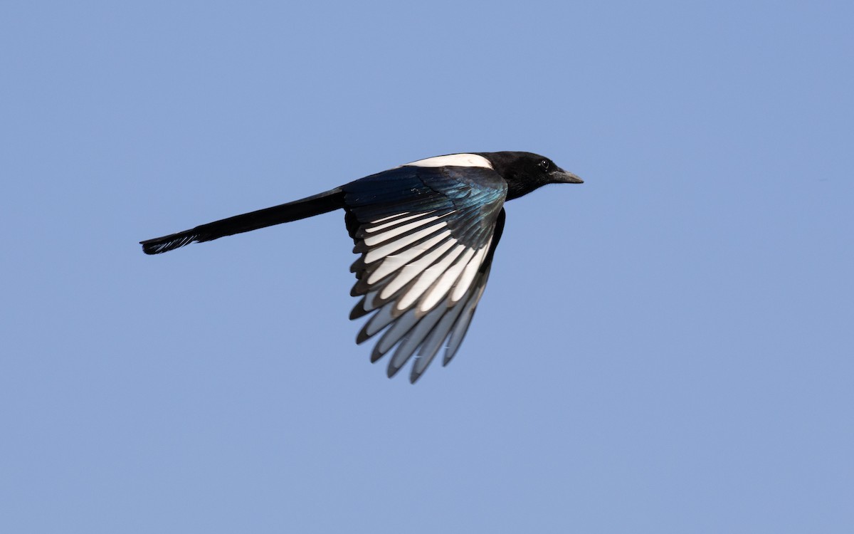 Oriental Magpie - ML638536944