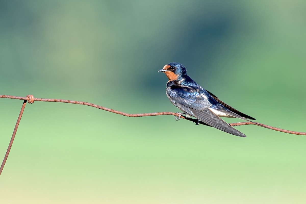 Barn Swallow - ML638536945
