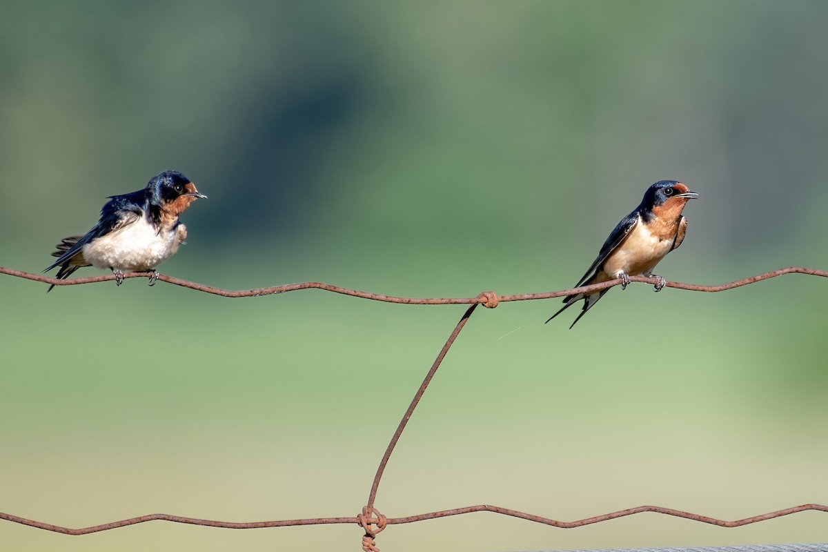 Barn Swallow - ML638536947