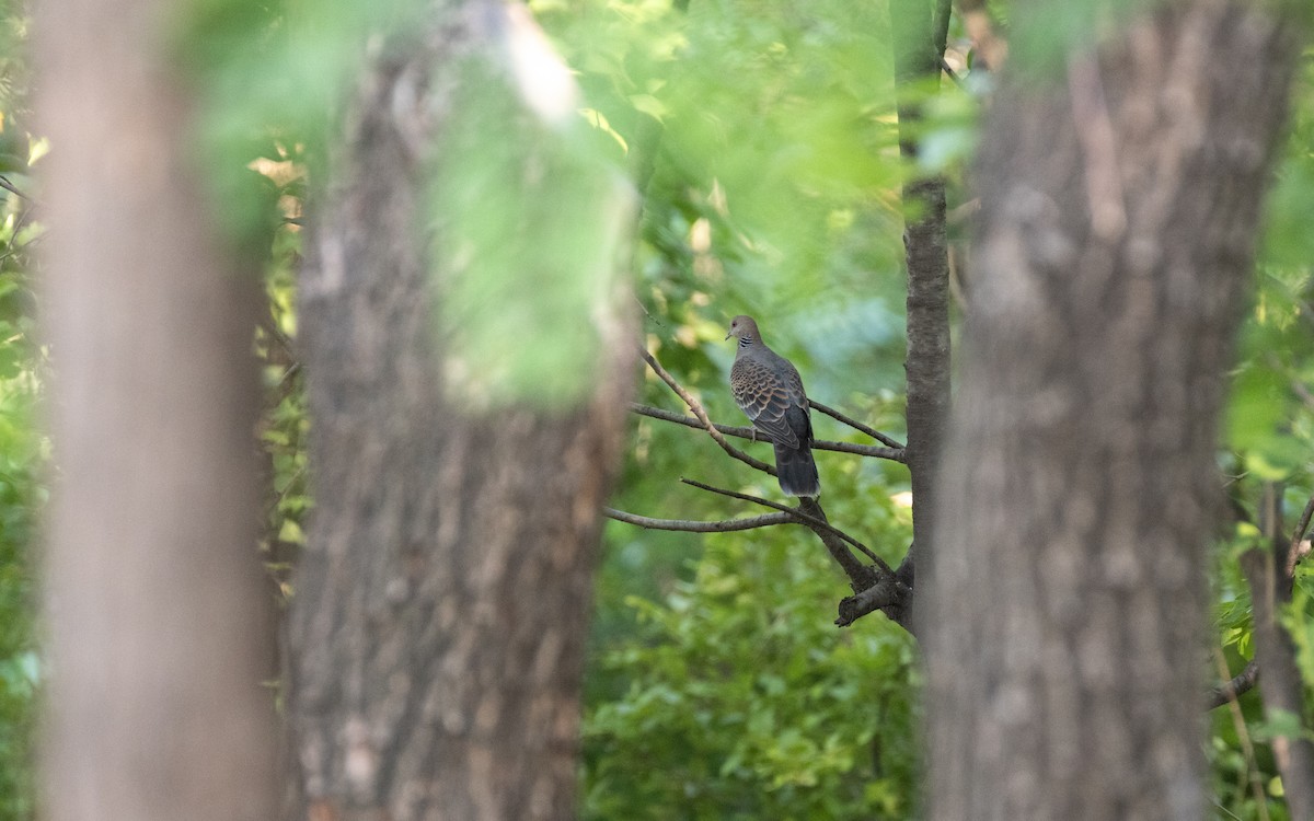 Oriental Turtle-Dove - ML638536949
