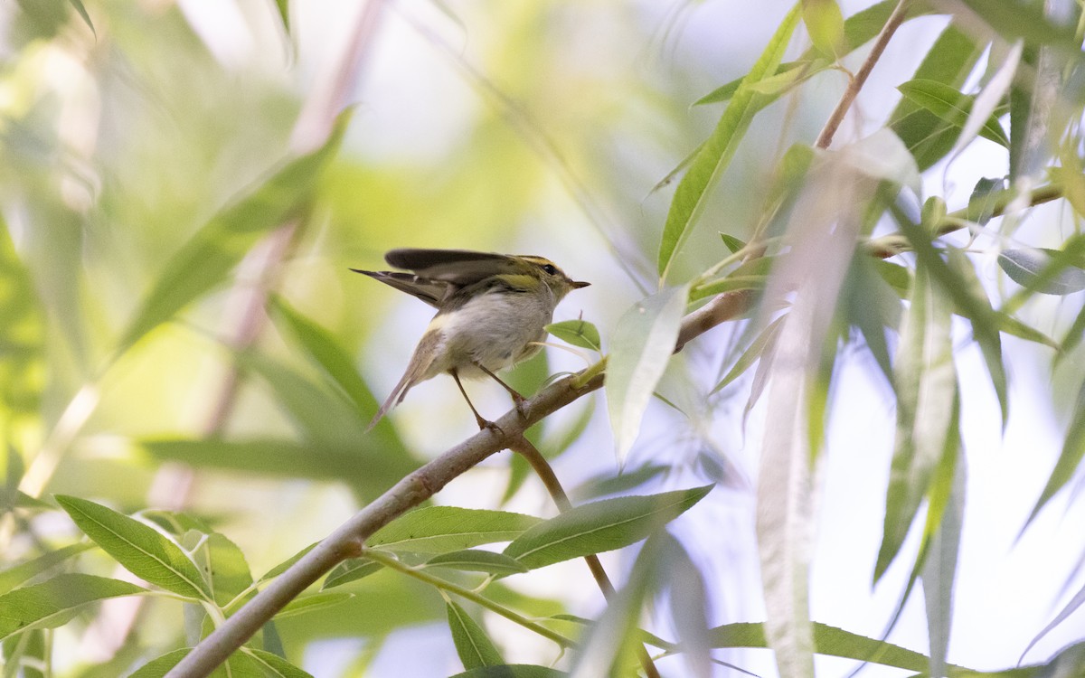 Pallas's Leaf Warbler - ML638536962