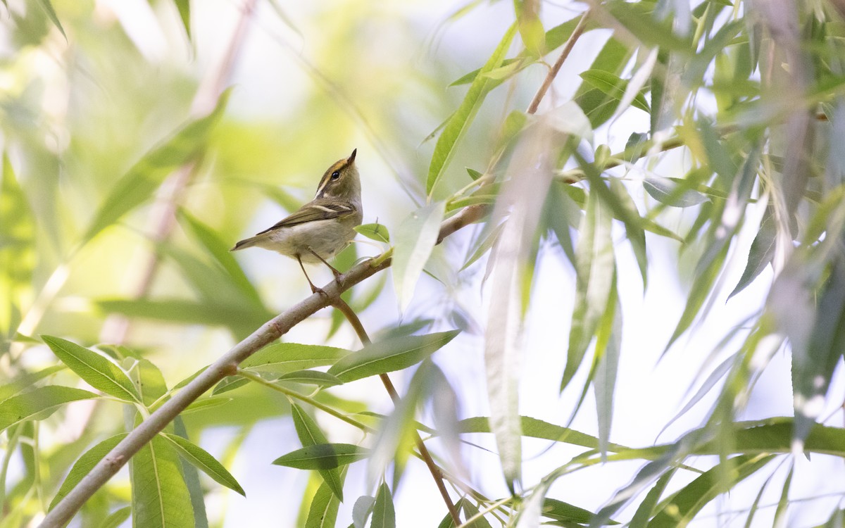 Pallas's Leaf Warbler - ML638536967