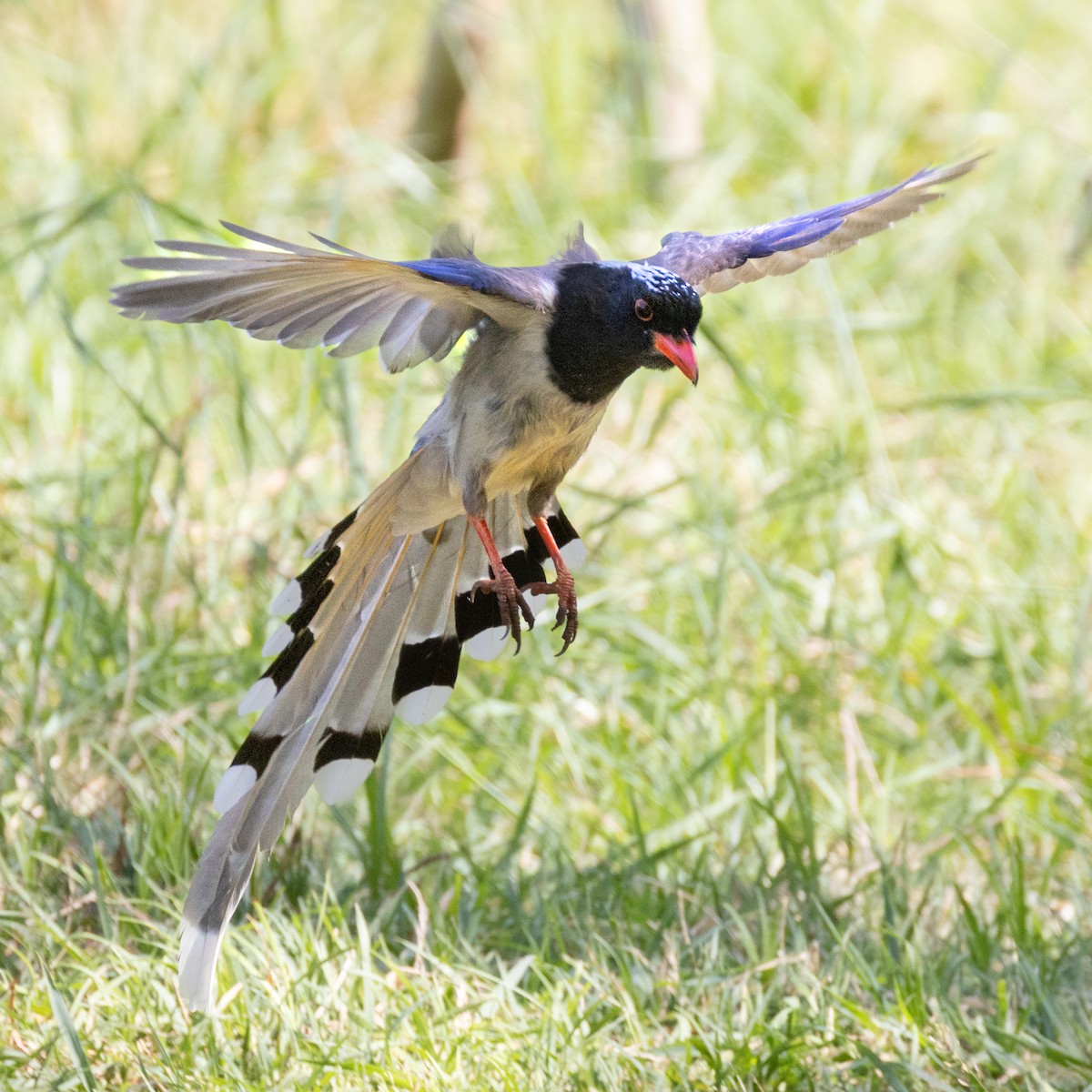 Red-billed Blue-Magpie - ML638536975