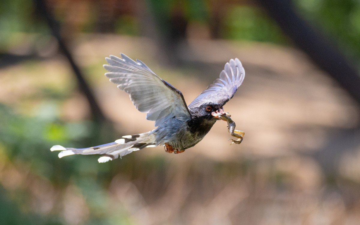 Red-billed Blue-Magpie - ML638536976