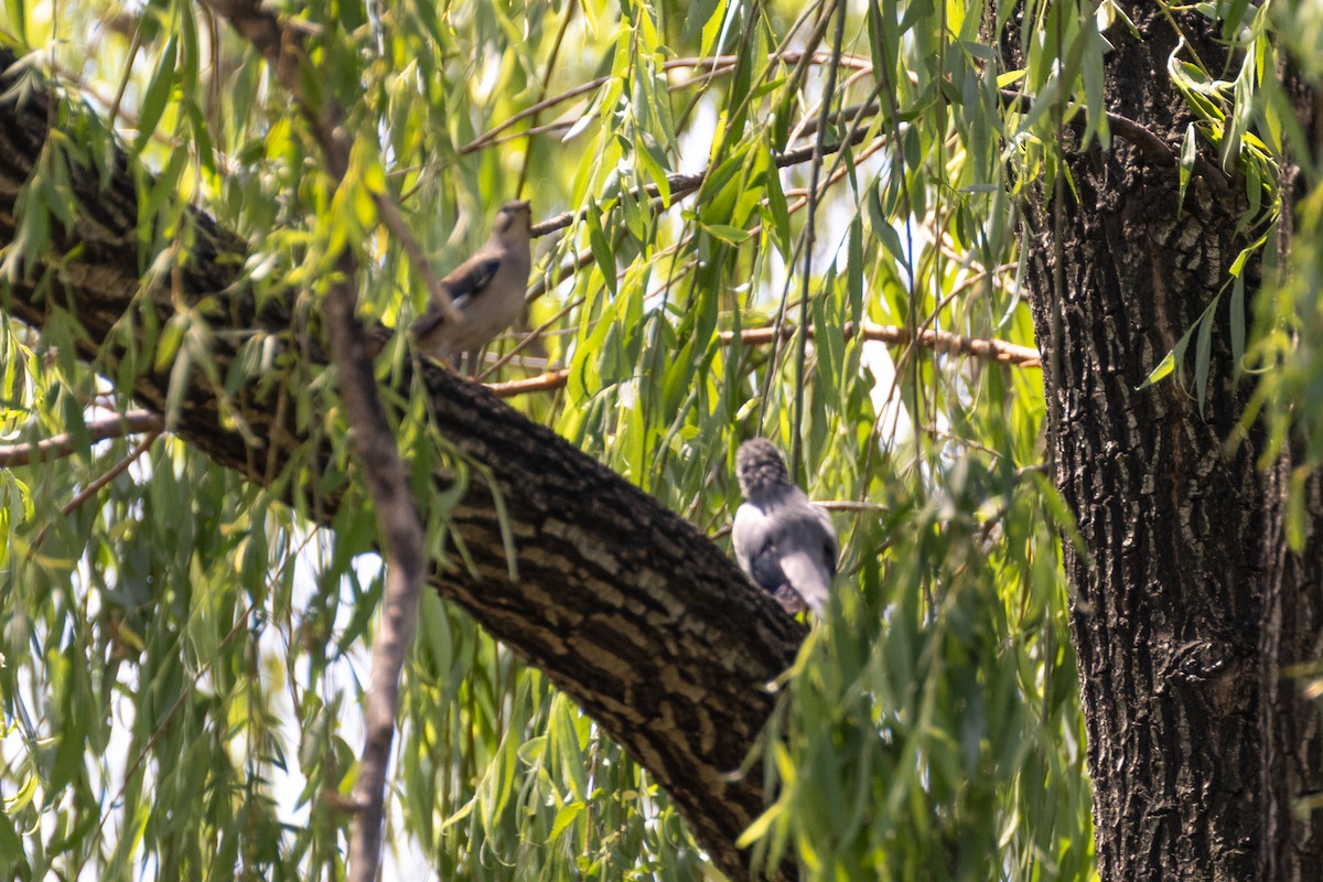 Red-billed Starling - ML638536978