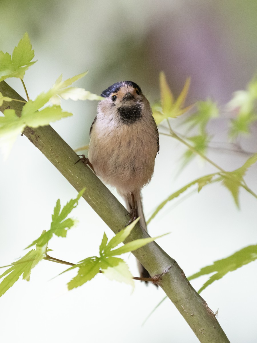 Silver-throated Tit - ML638536985