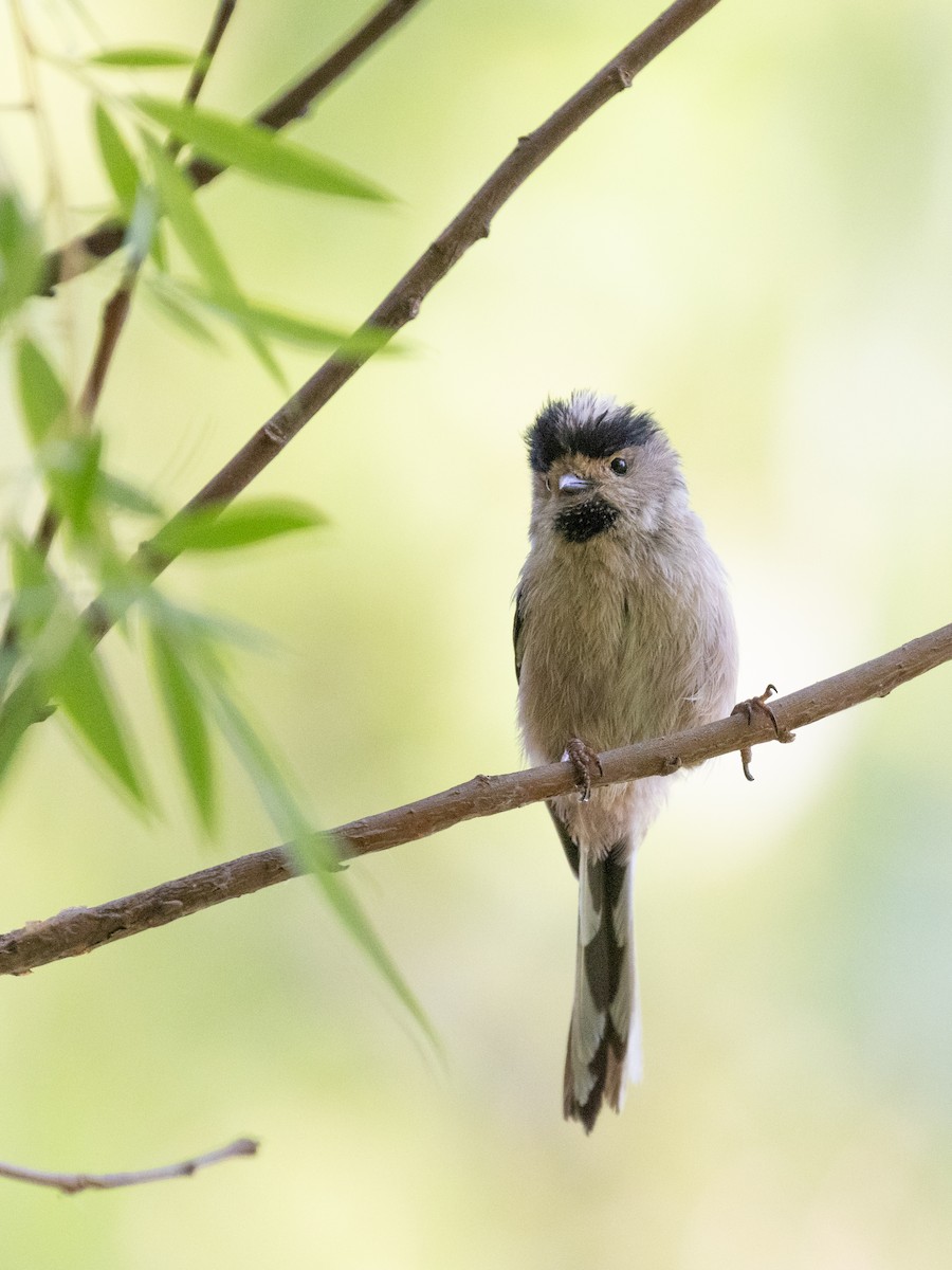 Silver-throated Tit - ML638536986