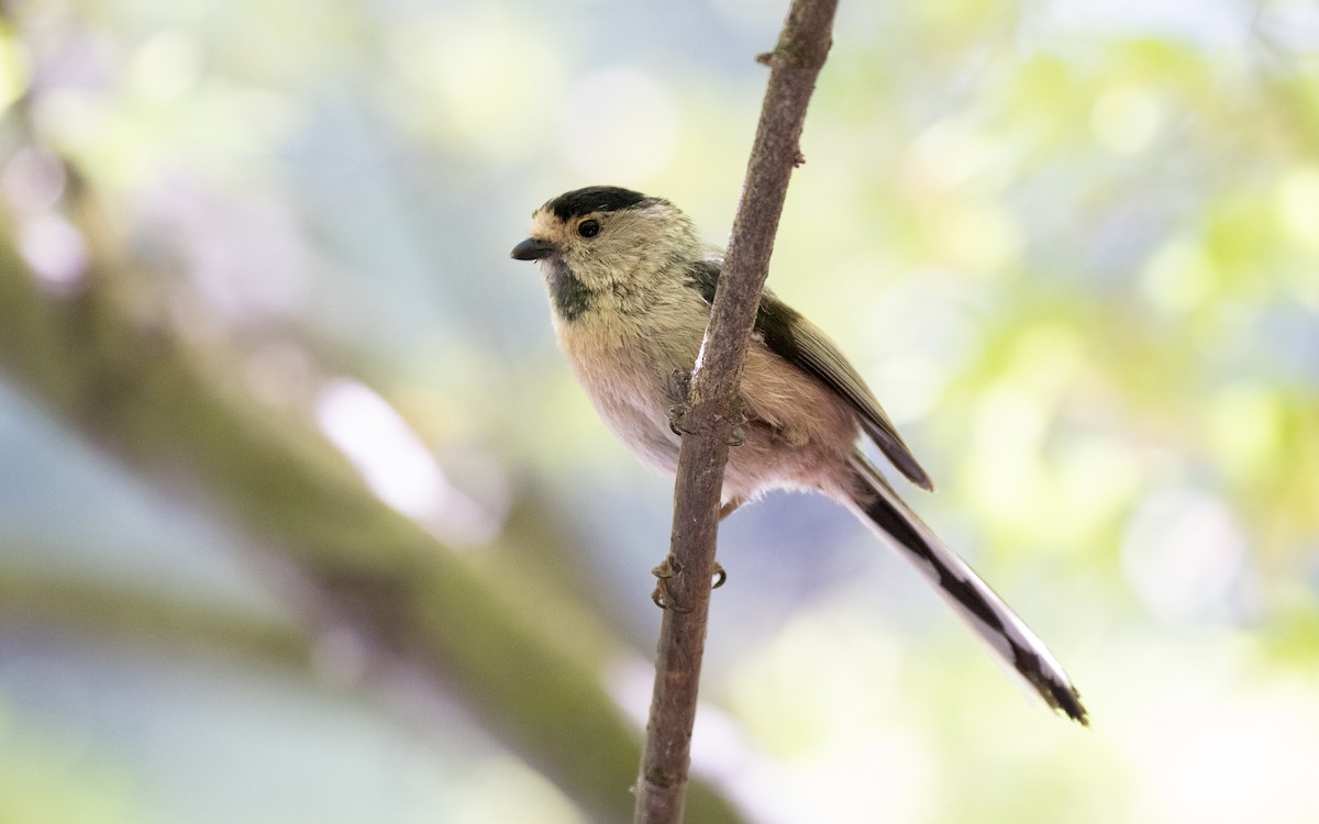 Silver-throated Tit - ML638536987