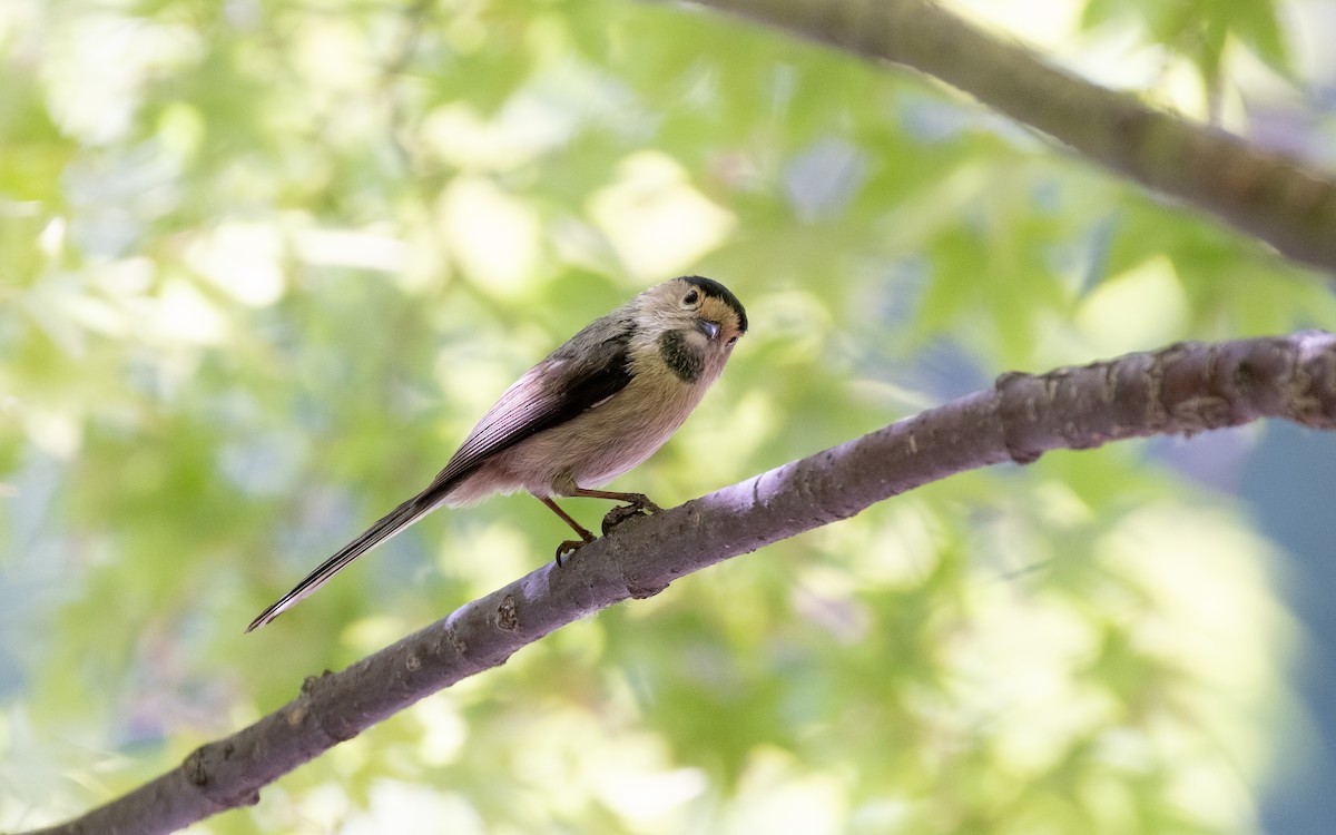 Silver-throated Tit - ML638536988